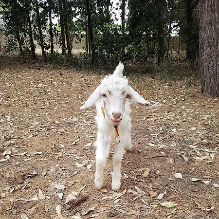 Tenuta Guarascio קאבאלינו די לצ'ה